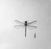 Disegno libellula con tecnica a matita  e chiaro scuro 