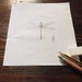 Disegno libellula con tecnica a matita  e chiaro scuro 