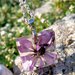 Collana con pendente quadrato in resina - Margherita Africana Viola