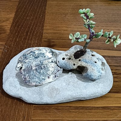 Pietra di sabbia grossolana da 5,7 libbre - Piante grasse e cactus Bonsai  Fai da pannolino Progetti rocce, ghiaia decorativa per piante e vasi