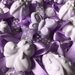 Gessetti profumati 50 Segnaposto fiore ape farfalla coccinella nastro Lilla