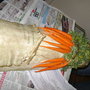 tegola carote