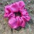 Scrunchie raso fucsia 