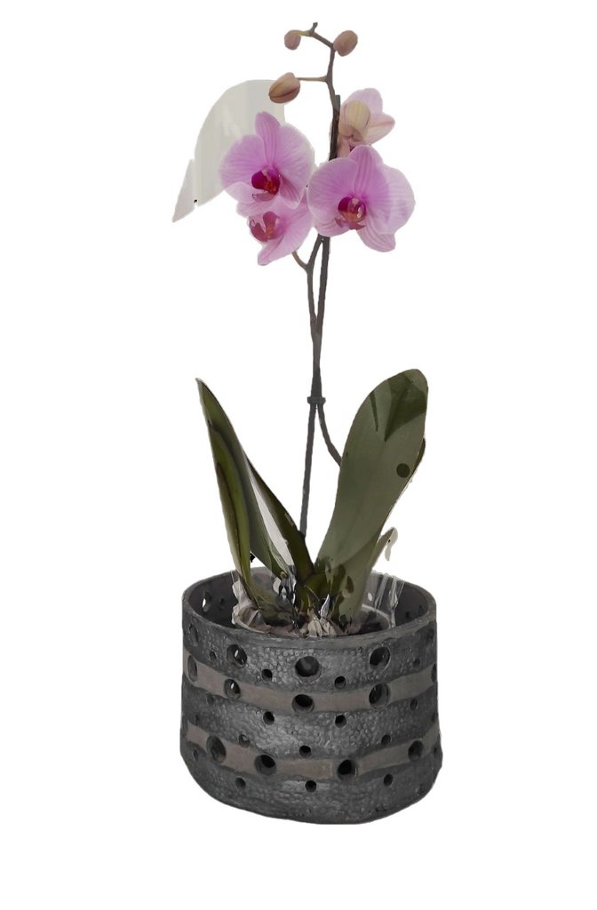 Vaso Speciale Per Orchidee Di Terracotta Fatto A Mano