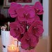 Orchidea maxi fatta all’uncinetto ✨🧶