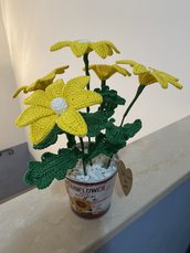 Margherite gialle in vaso 