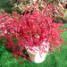 Bonsai perline RED vaso terracotta