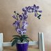 Vaso di orchidee