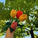 Scopri la Bellezza Eterna dei Tulipani All'Uncinetto: Un Tocco di Primavera Che Non Sfiorisce Mai