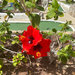 Fiore di ibisco fatto all’uncinetto 🌺🌺🌺