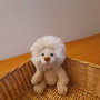 leone handmade simba