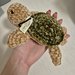 Crochet turtle peluche