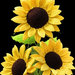 Girasoli fatti all’uncinetto 