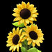 Girasoli fatti all’uncinetto 