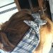 Fascia - bandana capelli stile pin up rockabilly
