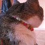 Cat collar - collarino per gatti