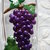 bottiglietta con grappolo d'uva in pasta di mais