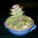 Cactus fiorito