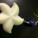 Starfish earring