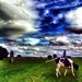 Cow in Avebury