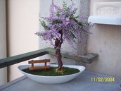 bonsai di glicine 