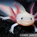 Axolotl amigurumi <3