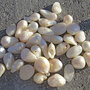 1 perla di fiume coltivata bianco naturale a goccia irregolare