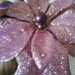 The Sparkling Purple Holiday Poinsettia!