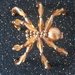The Swarovski Crystal Accent Spider!!