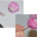 Fiore di trifoglio