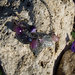 Bracciale con foglie in filigrana e pietre viola