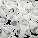 10 Coppette Copriperla Fiore in Acrilico Bianco 14x10mm