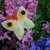 Farfalla fermacapelli/spilla