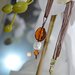 Collana Etnica  in perle vetro Murano Ambra & Bianco  - organza tabacco