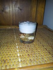 candela arigianale con gel e conchiglie
