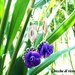 "Orecchini Flower Violet"