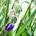 "Orecchini Flower Violet"