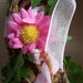 Coroncina paglia fiori rosa
