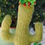 Cactus in tessuto fatto a mono