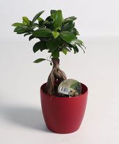 Ficus microcarpa Ginseng - Pianta-