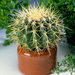 Cuscino della Suocera - Echinocactus- Pianta