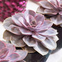 Echeveria Purple Pearl - Pianta-
