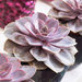 Echeveria Purple Pearl - Pianta-