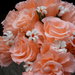 bouquet di rose rosa e margherite