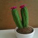 cactus uncinetto