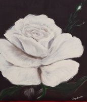 Quadro - "Rosa bianca"