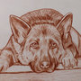 ritratto disegno cani su commissione matita sanguigna su cartoncino 