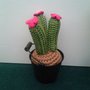 cactus uncinetto