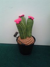 cactus uncinetto