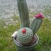 cactus uncinetto 